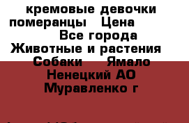 кремовые девочки померанцы › Цена ­ 30 000 - Все города Животные и растения » Собаки   . Ямало-Ненецкий АО,Муравленко г.